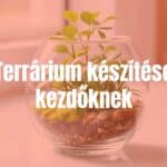 A small glass terrarium with green plants and a simple arrangement, natural light, indoor setting, realistic.