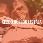 A beginner-friendly reptile, such as a bearded dragon or leopard gecko, in a well-maintained terrarium with natural elements like rocks and plants, realistic.