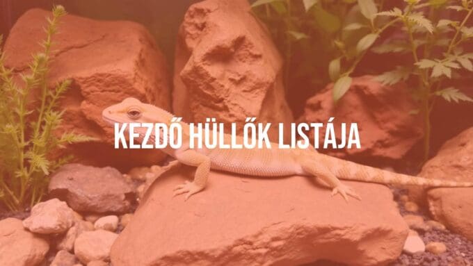 A beginner-friendly reptile, such as a bearded dragon or leopard gecko, in a well-maintained terrarium with natural elements like rocks and plants, realistic.