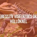 Aggressive reptile, detailed scales, defensive posture, natural habitat, realistic.