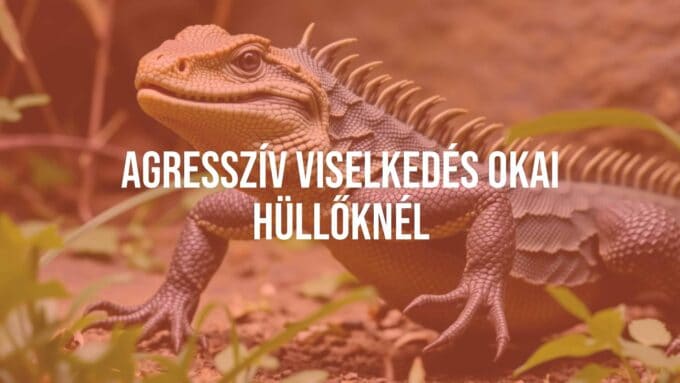 Aggressive reptile, detailed scales, defensive posture, natural habitat, realistic.