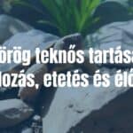 Greek tortoise in a natural habitat, sunny terrarium with rocks and plants, realistic.