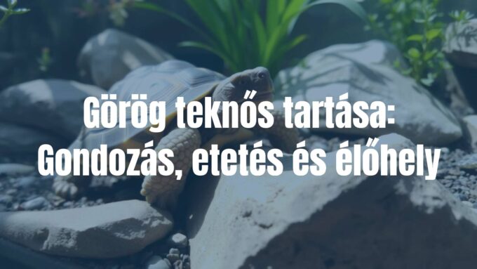 Greek tortoise in a natural habitat, sunny terrarium with rocks and plants, realistic.