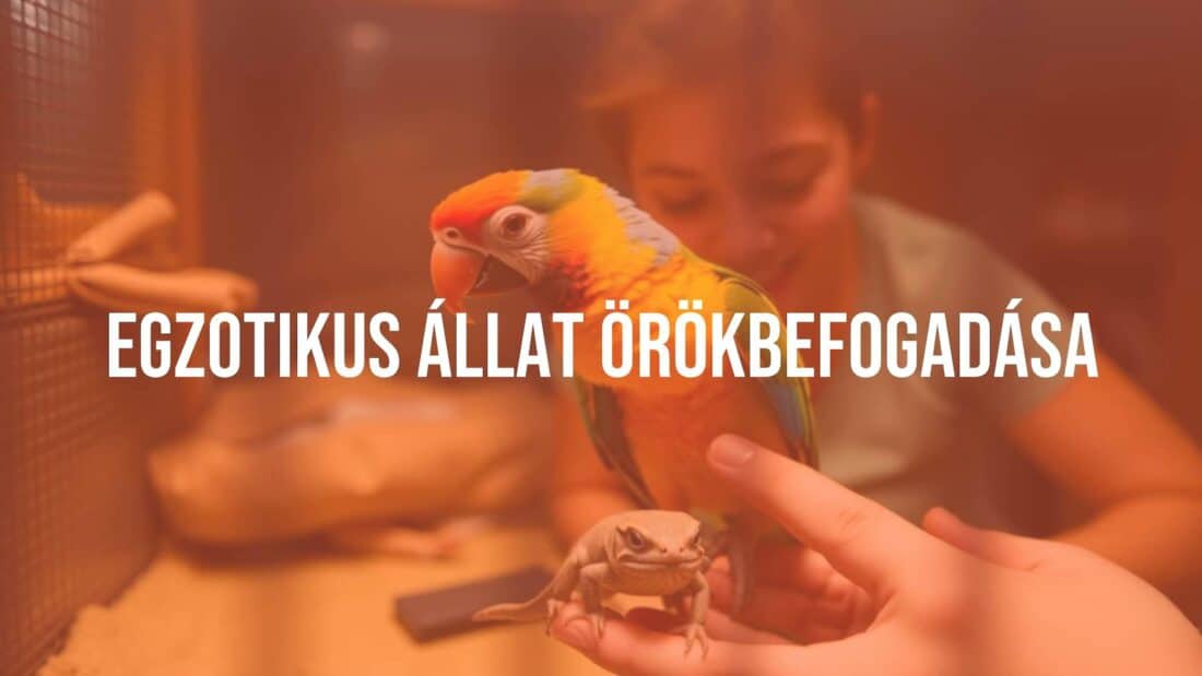 A rescued exotic animal, such as a colorful parrot or a small reptile, in a safe and caring environment, with a person gently interacting with it, warm and inviting atmosphere, realistic.