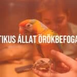 A rescued exotic animal, such as a colorful parrot or a small reptile, in a safe and caring environment, with a person gently interacting with it, warm and inviting atmosphere, realistic.