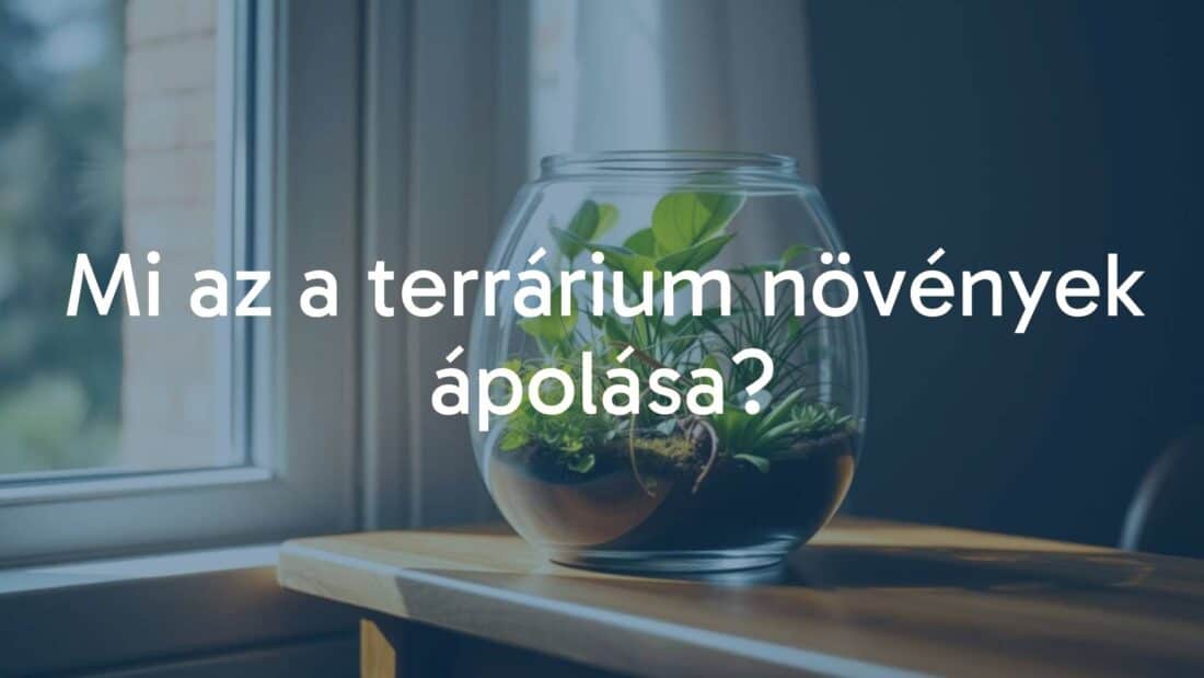 A small glass terrarium with lush green plants inside, placed on a wooden table near a window, soft natural lighting, cozy and peaceful atmosphere, realistic.