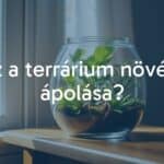 A small glass terrarium with lush green plants inside, placed on a wooden table near a window, soft natural lighting, cozy and peaceful atmosphere, realistic.