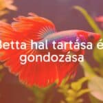 A vibrant Betta fish in an aquarium, colorful fins flowing, underwater plants, soft lighting, realistic.