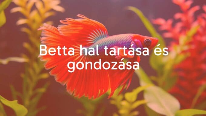 A vibrant Betta fish in an aquarium, colorful fins flowing, underwater plants, soft lighting, realistic.