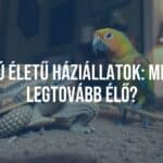 Long-lived pets: a tortoise and a parrot together in a cozy home setting, warm lighting, realistic style.