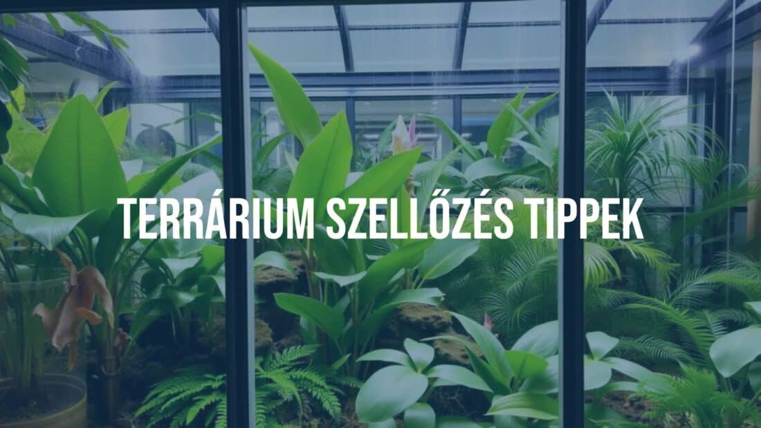 Terrarium with proper ventilation, glass enclosure, lush plants, fresh air flow, tropical setting, natural lighting, realistic.