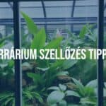 Terrarium with proper ventilation, glass enclosure, lush plants, fresh air flow, tropical setting, natural lighting, realistic.