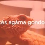 Bearded dragon (Pogona vitticeps) basking under a heat lamp, showcasing its spiky scales and vibrant colors, realistic.