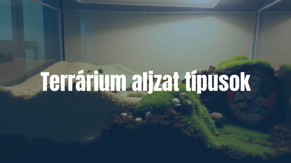 A terrarium with various substrate types like sand, soil, and moss, housing a small reptile, naturalistic lighting, realistic.