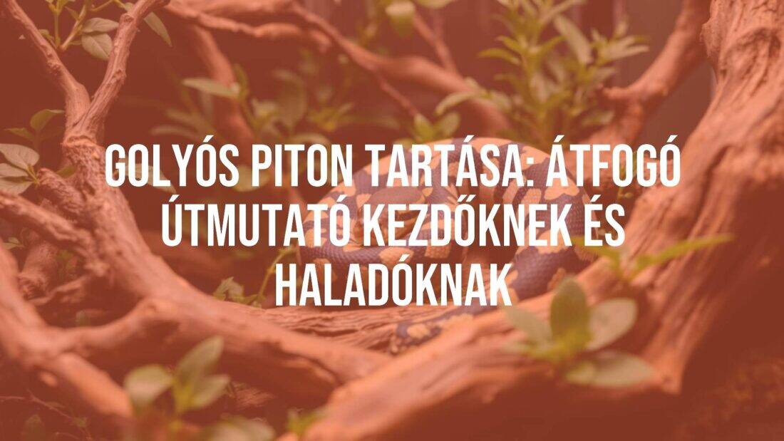 A ball python coiled in a terrarium, natural habitat setup with branches and plants, realistic lighting, close-up shot.