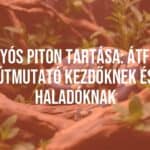 A ball python coiled in a terrarium, natural habitat setup with branches and plants, realistic lighting, close-up shot.