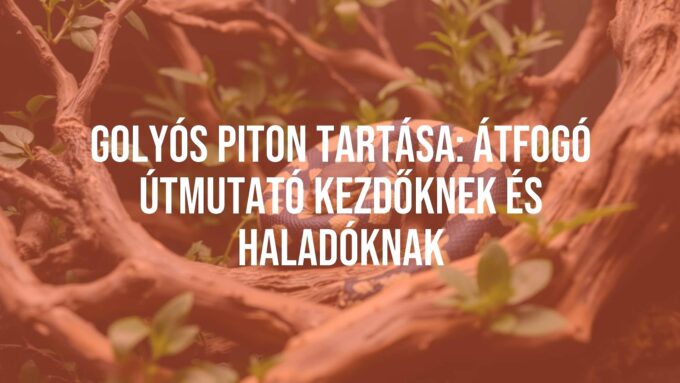 A ball python coiled in a terrarium, natural habitat setup with branches and plants, realistic lighting, close-up shot.