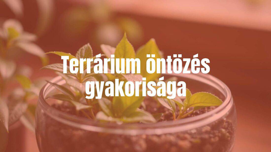 A small glass terrarium with lush green plants, water droplets on leaves, soft natural lighting, realistic.