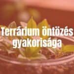 A small glass terrarium with lush green plants, water droplets on leaves, soft natural lighting, realistic.