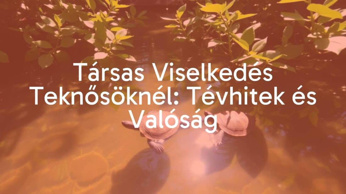 Two river turtles interacting in a natural habitat, clear water, sunlight filtering through, lush greenery, realistic style.