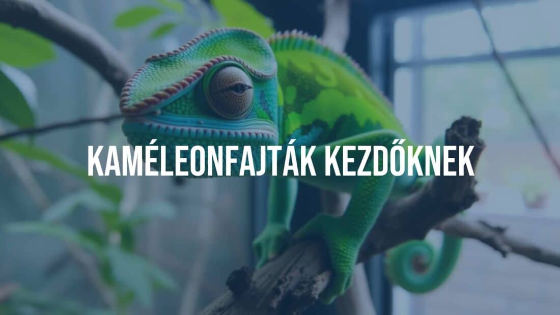 A colorful chameleon perched on a branch in a terrarium, vibrant green and blue hues, detailed scales, looking directly at the viewer, natural lighting, realistic.