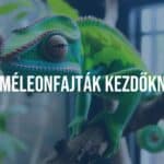 A colorful chameleon perched on a branch in a terrarium, vibrant green and blue hues, detailed scales, looking directly at the viewer, natural lighting, realistic.