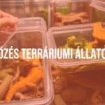 A terrarium with reptiles and amphibians, moving day scene, careful handling, protective containers, stressed but safe animals, realistic.