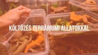 A terrarium with reptiles and amphibians, moving day scene, careful handling, protective containers, stressed but safe animals, realistic.