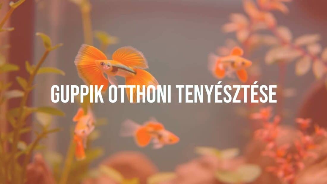 Colorful guppy fish swimming in a home aquarium, vibrant aquatic plants, natural lighting, realistic.