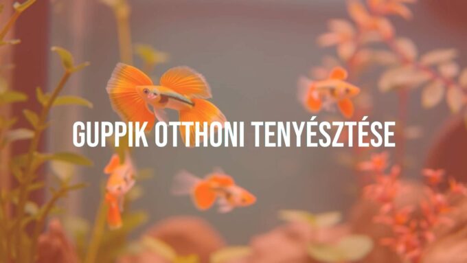 Colorful guppy fish swimming in a home aquarium, vibrant aquatic plants, natural lighting, realistic.