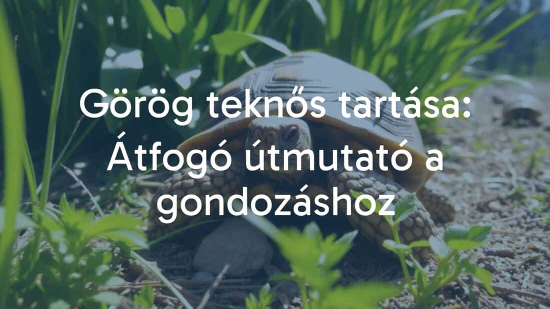 A Greek tortoise in a natural setting, sunlight filtering through green plants, realistic.