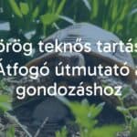 A Greek tortoise in a natural setting, sunlight filtering through green plants, realistic.