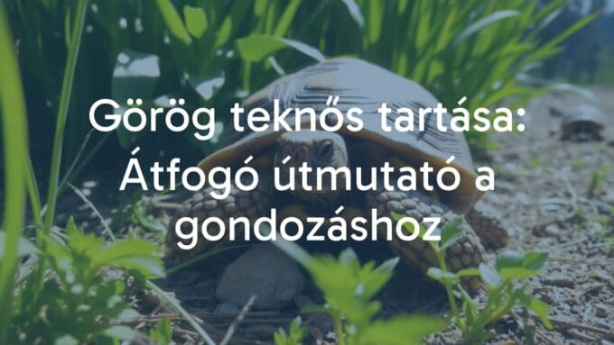 A Greek tortoise in a natural setting, sunlight filtering through green plants, realistic.