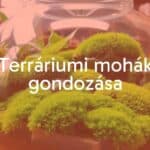 A lush green terrarium with various types of moss, glass container, natural lighting, cozy indoor setting, serene and vibrant, realistic.