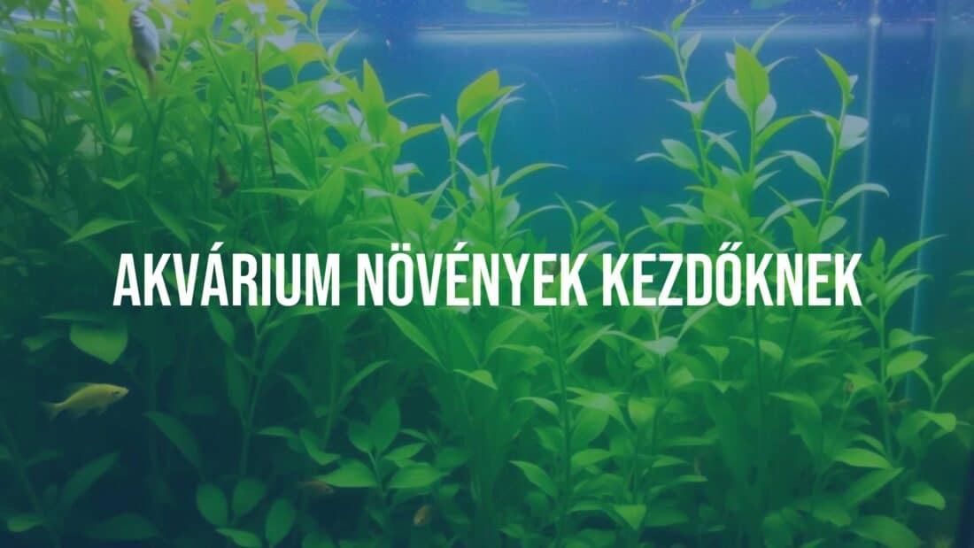 A beginner's freshwater aquarium with lush green aquatic plants, clear water, small fish swimming, soft lighting, realistic style.
