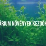 A beginner's freshwater aquarium with lush green aquatic plants, clear water, small fish swimming, soft lighting, realistic style.