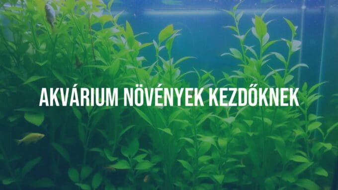 A beginner's freshwater aquarium with lush green aquatic plants, clear water, small fish swimming, soft lighting, realistic style.