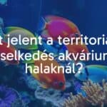 Colorful aquarium fish defending territory, vibrant coral backdrop, realistic underwater scene.