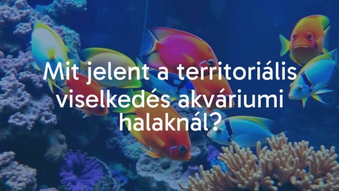 Colorful aquarium fish defending territory, vibrant coral backdrop, realistic underwater scene.