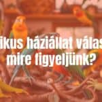 Exotic pet choices, colorful reptiles and birds in a home setting, warm lighting, realistic.