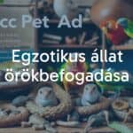 Exotic pet adoption, various animals like reptiles, birds, small mammals, and invertebrates, caring environment, responsible ownership, warm and inviting atmosphere, realistic.