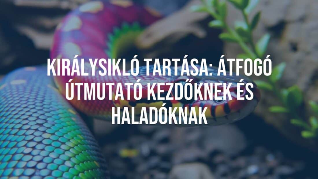 A colorful king snake in a terrarium, natural habitat setup, vibrant scales, realistic lighting, close-up view.