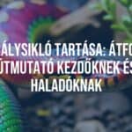 A colorful king snake in a terrarium, natural habitat setup, vibrant scales, realistic lighting, close-up view.