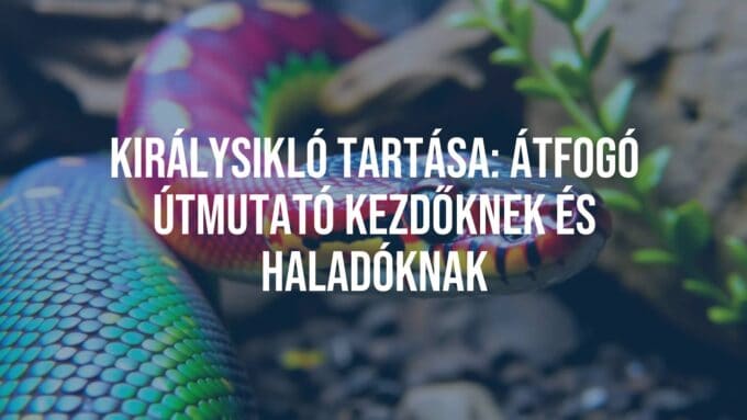 A colorful king snake in a terrarium, natural habitat setup, vibrant scales, realistic lighting, close-up view.