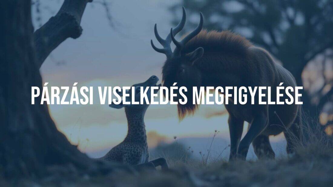 Two animals in a courtship display, natural habitat, sunset lighting, realistic.