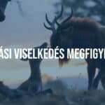 Two animals in a courtship display, natural habitat, sunset lighting, realistic.