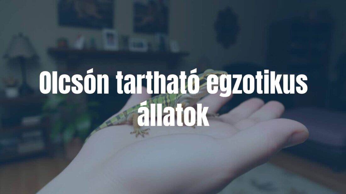 Exotic pet, affordable care, happy owner holding a small reptile, cozy home environment, realistic.