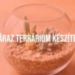 A small desert terrarium with succulents and cacti in a glass container, minimalist setup, natural light, realistic.