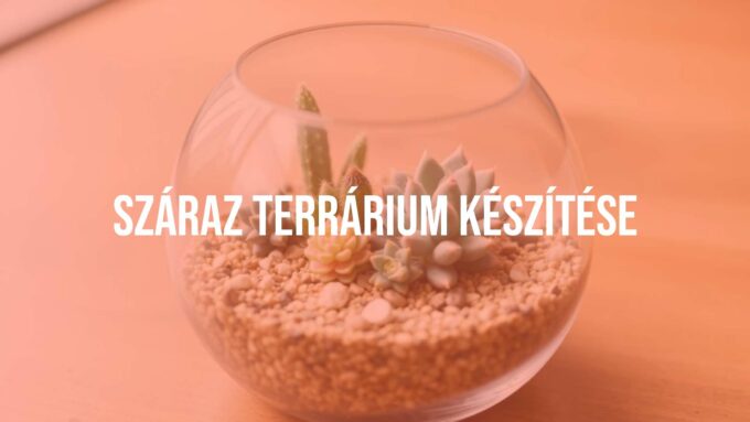 A small desert terrarium with succulents and cacti in a glass container, minimalist setup, natural light, realistic.