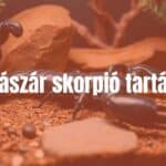 A majestic black emperor scorpion (Pandinus imperator) in a terrarium setup with naturalistic decor, detailed close-up, dark tones, realistic.